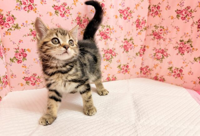 アメリカンショートヘア