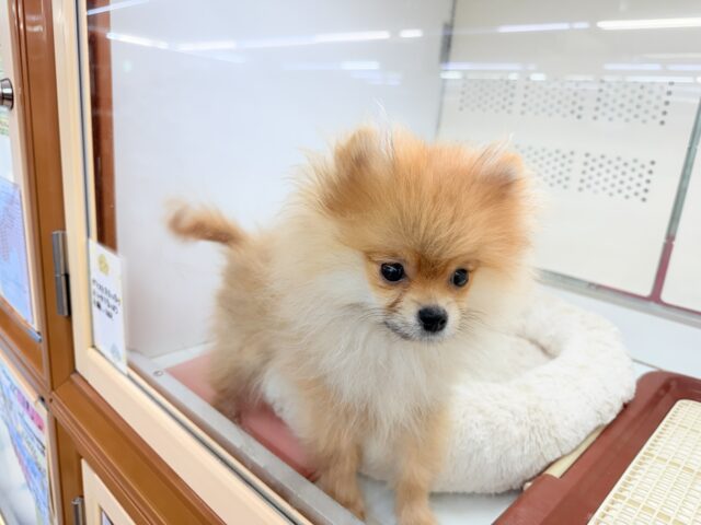 最新画像📸ポメラニアン(オレンジ)男の子♫ちみっこ毛玉ちゃん💕 ポメラニアン