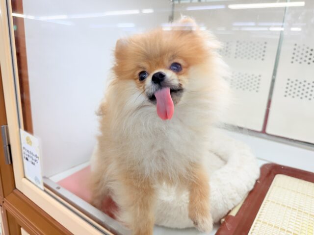 最新画像📸ポメラニアン(オレンジ)男の子♫ちみっこ毛玉ちゃん💕 ポメラニアン