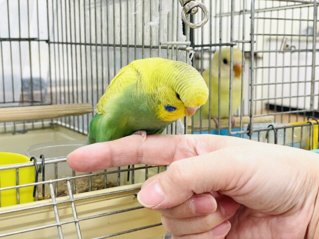 ジャンボセキセイインコ