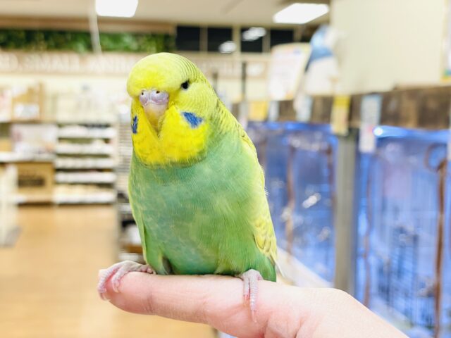 ジャンボセキセイインコ