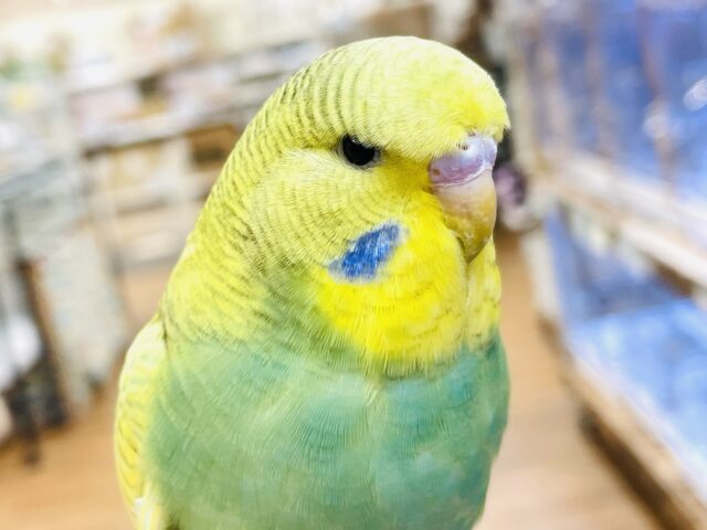 ジャンボセキセイインコ