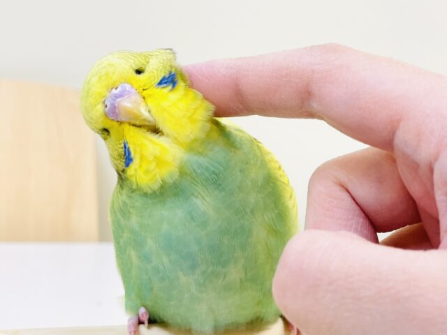 ジャンボセキセイインコ