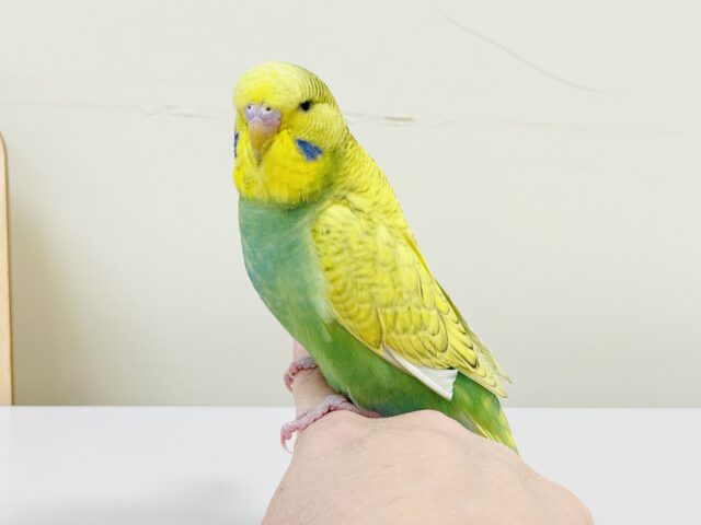 ジャンボセキセイインコ