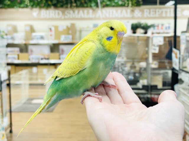 ジャンボセキセイインコ