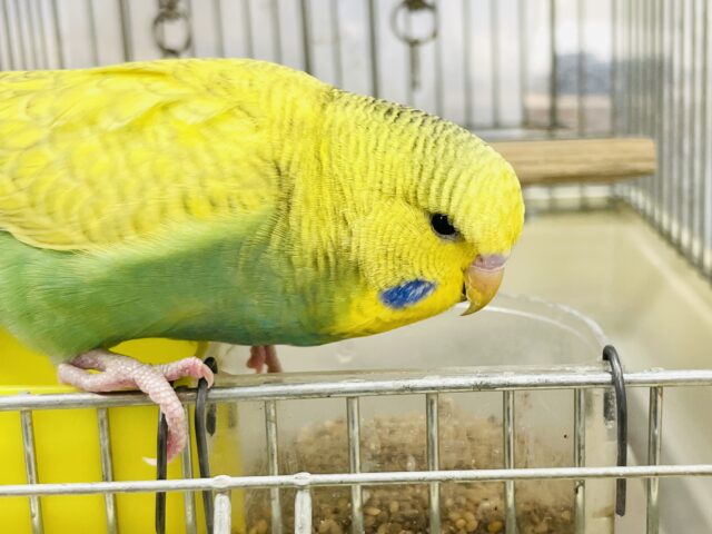 ジャンボセキセイインコ