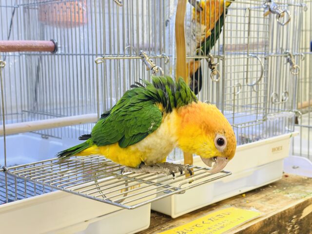 シロハラインコ