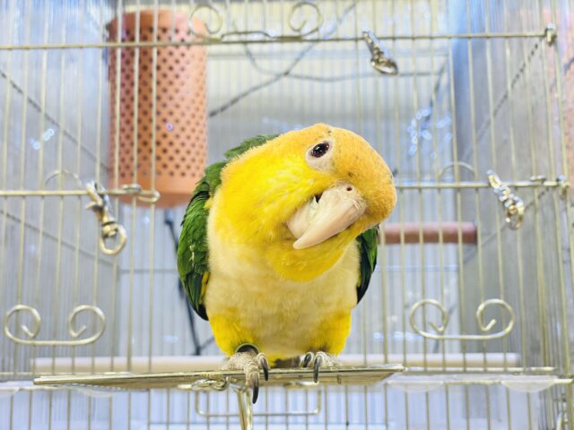 シロハラインコ