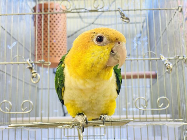 シロハラインコ