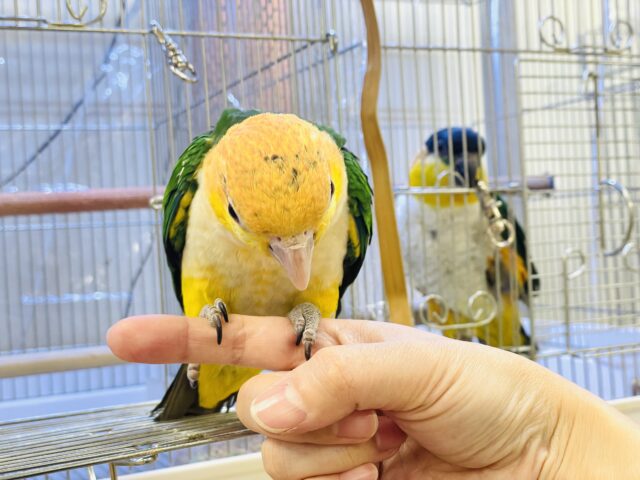 シロハラインコ