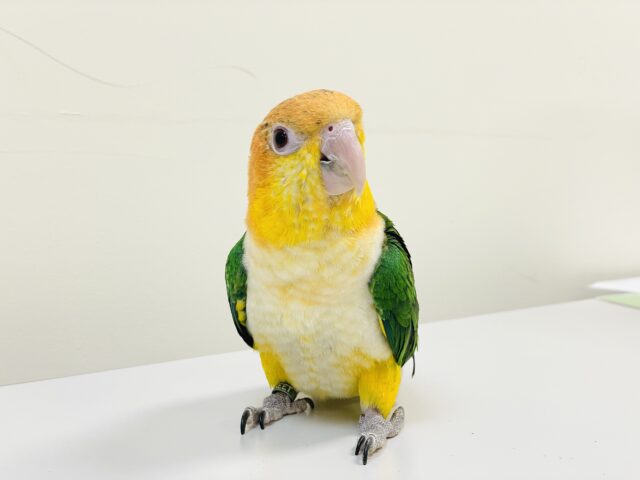 シロハラインコ