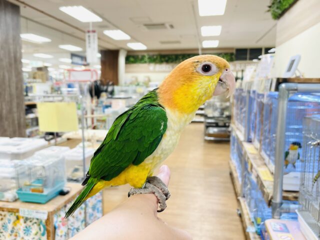 シロハラインコ