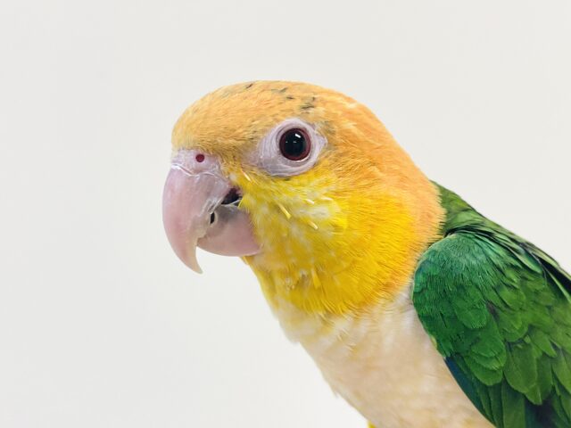シロハラインコ