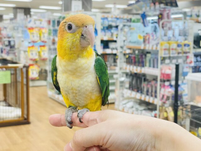 シロハラインコ