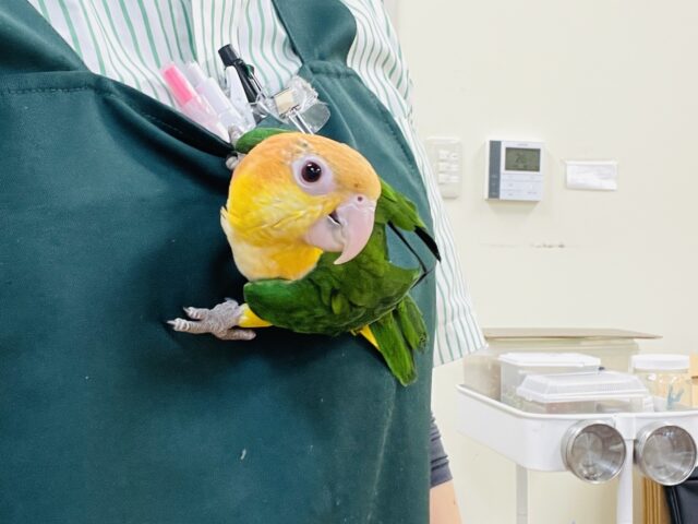 シロハラインコ