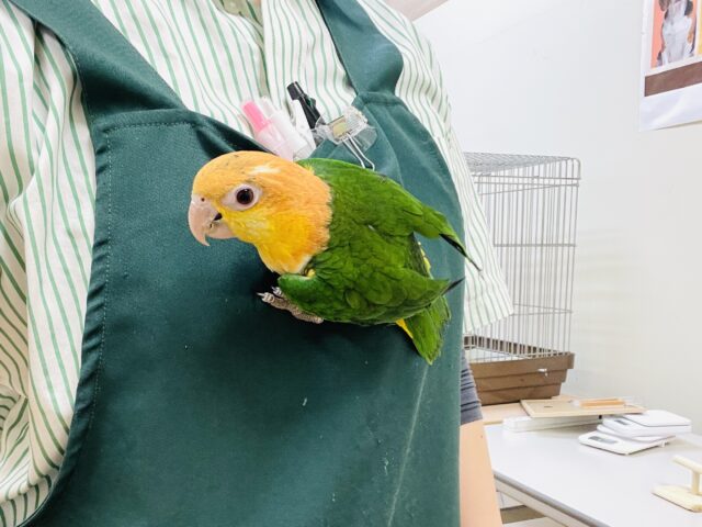 シロハラインコ