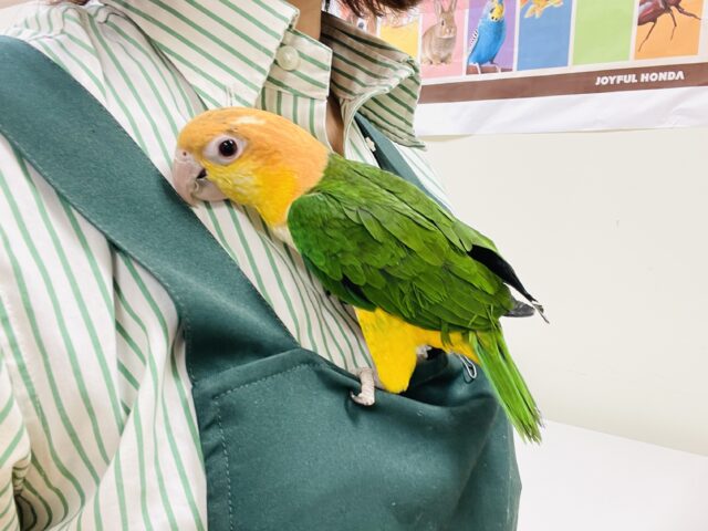 シロハラインコ