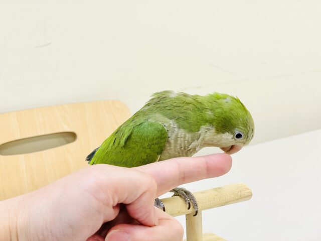 オキナインコ