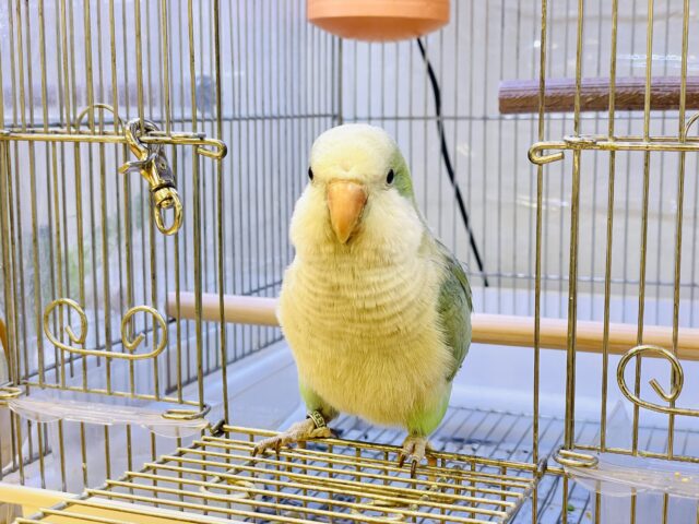 オキナインコ