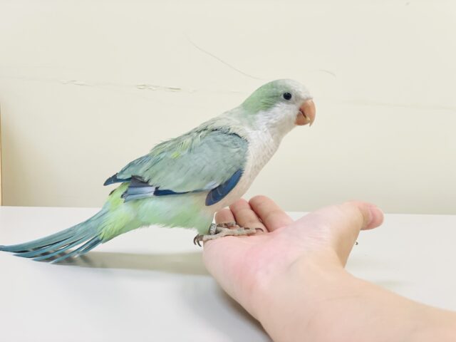 オキナインコ