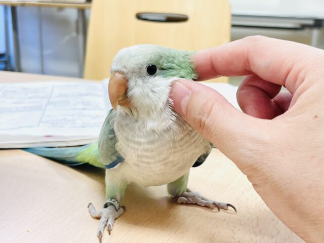 オキナインコ