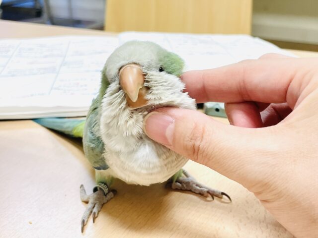 オキナインコ