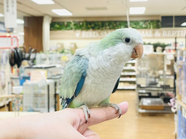 オキナインコ