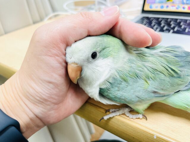 オキナインコ