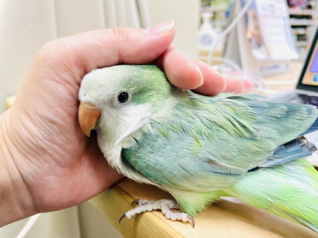 オキナインコ