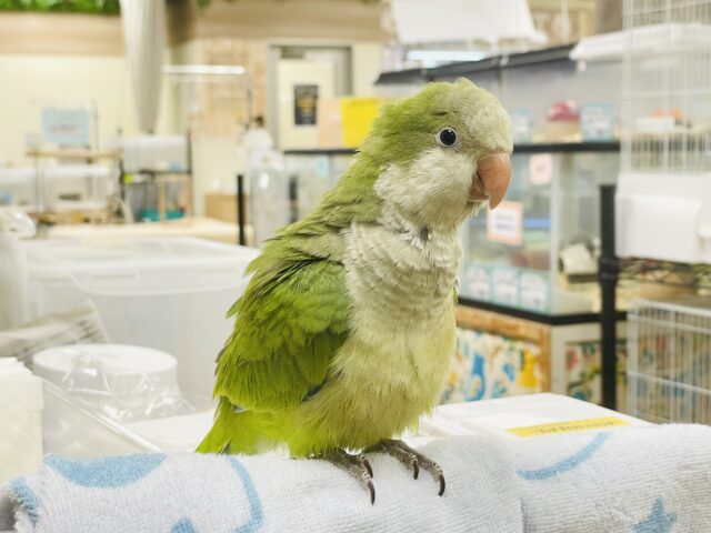 オキナインコ
