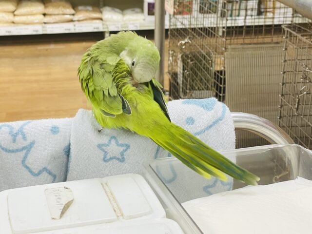 オキナインコ