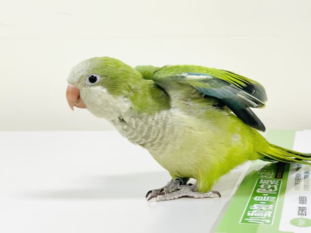 オキナインコ