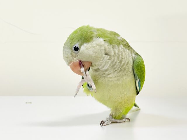 オキナインコ