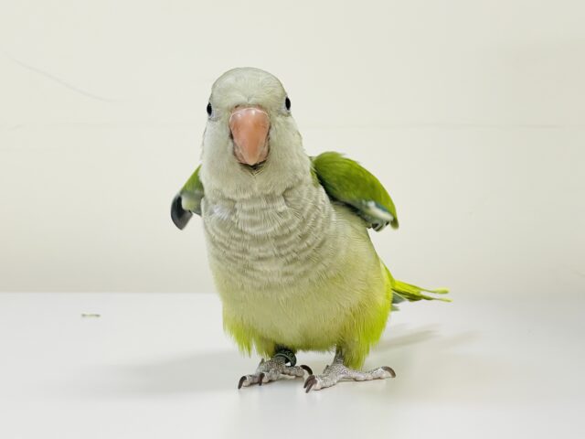 オキナインコ
