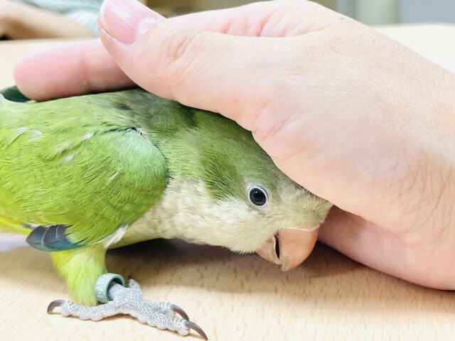 オキナインコ