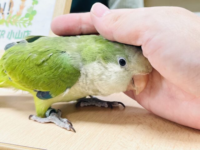 オキナインコ