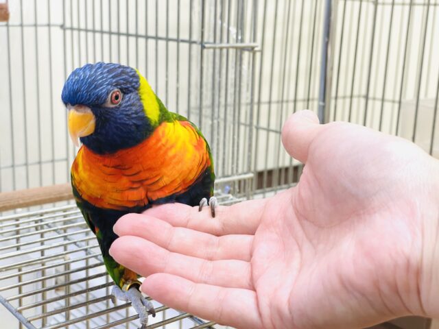 ゴシキセイガイインコ