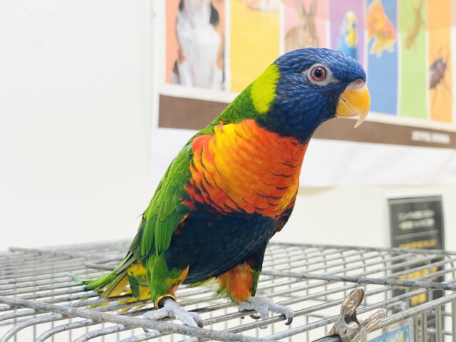 ゴシキセイガイインコ