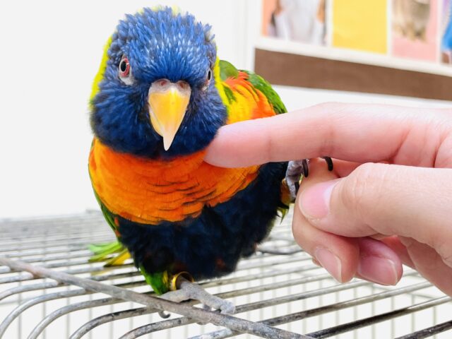 ゴシキセイガイインコ