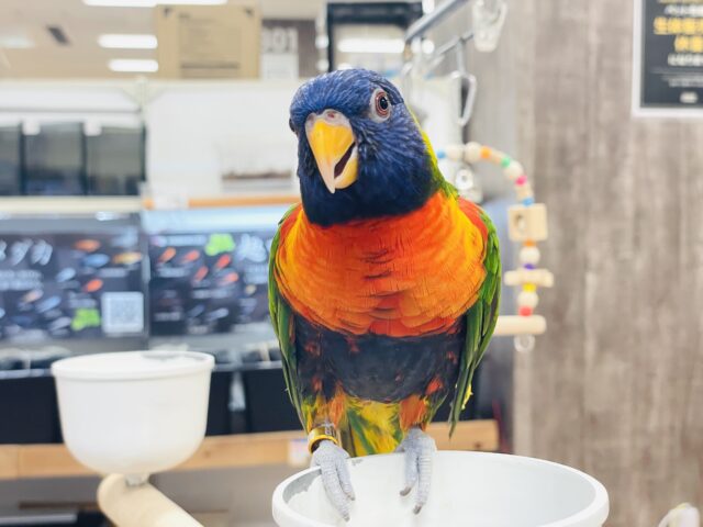 ゴシキセイガイインコ