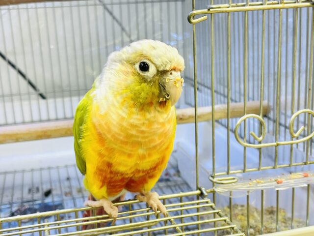 【最新画像】カラフルかわいい甘えんぼう🍍✨ホオミドリウロコインコちゃん(パイナップル) ホオミドリウロコインコ