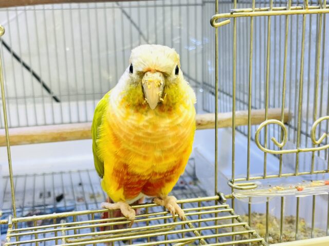 【最新画像】カラフルかわいい甘えんぼう🍍✨ホオミドリウロコインコちゃん(パイナップル) ホオミドリウロコインコ