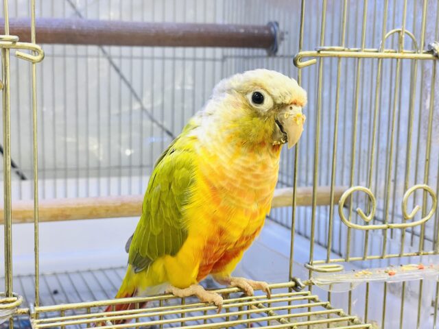 【最新画像】カラフルかわいい甘えんぼう🍍✨ホオミドリウロコインコちゃん(パイナップル) ホオミドリウロコインコ