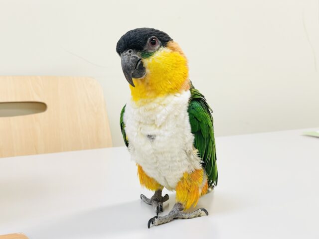 【最新動画】黒い頭が魅力的な元気っ子💕ズグロシロハラインコ(男の子) ズグロシロハラインコ