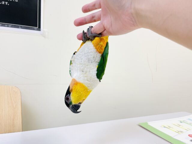 【最新動画】黒い頭が魅力的な元気っ子💕ズグロシロハラインコ(男の子) ズグロシロハラインコ