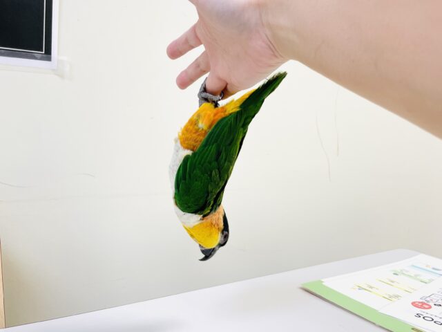 【最新動画】黒い頭が魅力的な元気っ子💕ズグロシロハラインコ(男の子) ズグロシロハラインコ