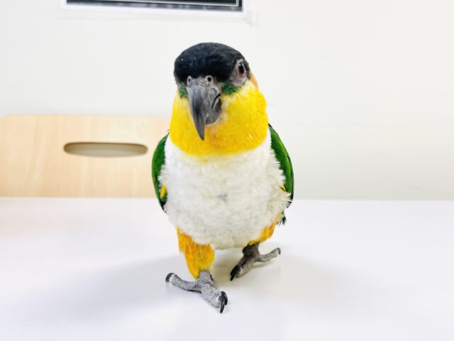 【最新動画】黒い頭が魅力的な元気っ子💕ズグロシロハラインコ(男の子) ズグロシロハラインコ