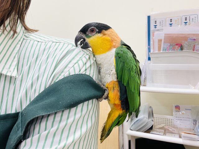 【最新動画】黒い頭が魅力的な元気っ子💕ズグロシロハラインコ(男の子) ズグロシロハラインコ