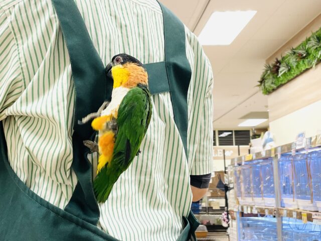 【最新動画】黒い頭が魅力的な元気っ子💕ズグロシロハラインコ(男の子) ズグロシロハラインコ