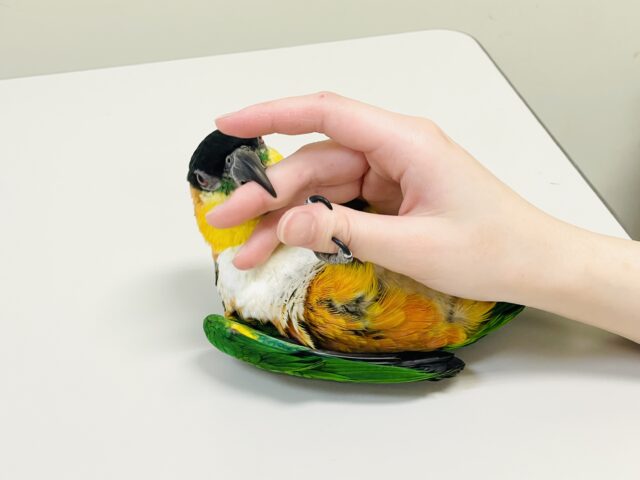 【最新動画】黒い頭が魅力的な元気っ子💕ズグロシロハラインコ(男の子) ズグロシロハラインコ